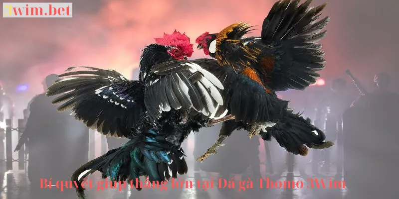 Bí quyết thắng đá gà 3win .com